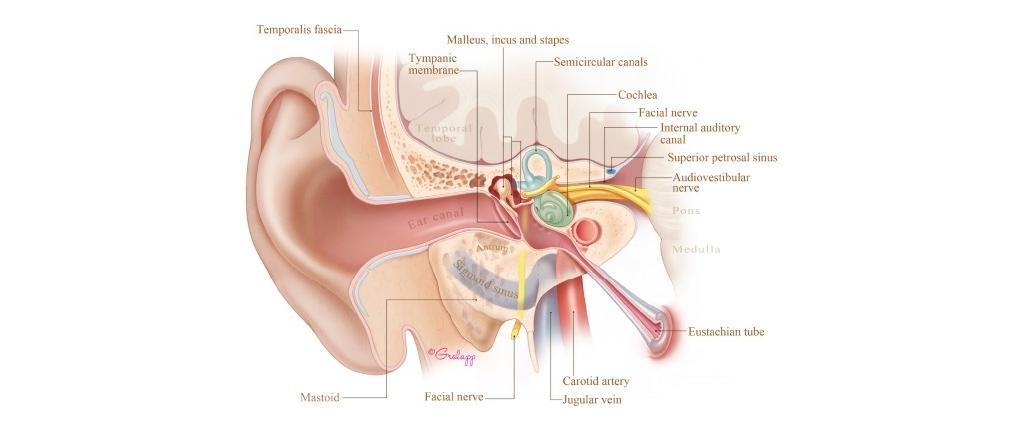 Ear diagram